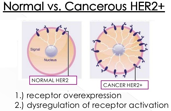 HER2 Receptors in Normal and Breast Cancer cells
